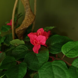150cm Pink Japanese Faux Silk Bougainvillea Tree