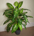 100cm Large Foxs Aglaonema (Spotted Evergreen) Tree Artificial Plant
