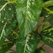 100cm Large Foxs Aglaonema (Spotted Evergreen) Tree Artificial Plant