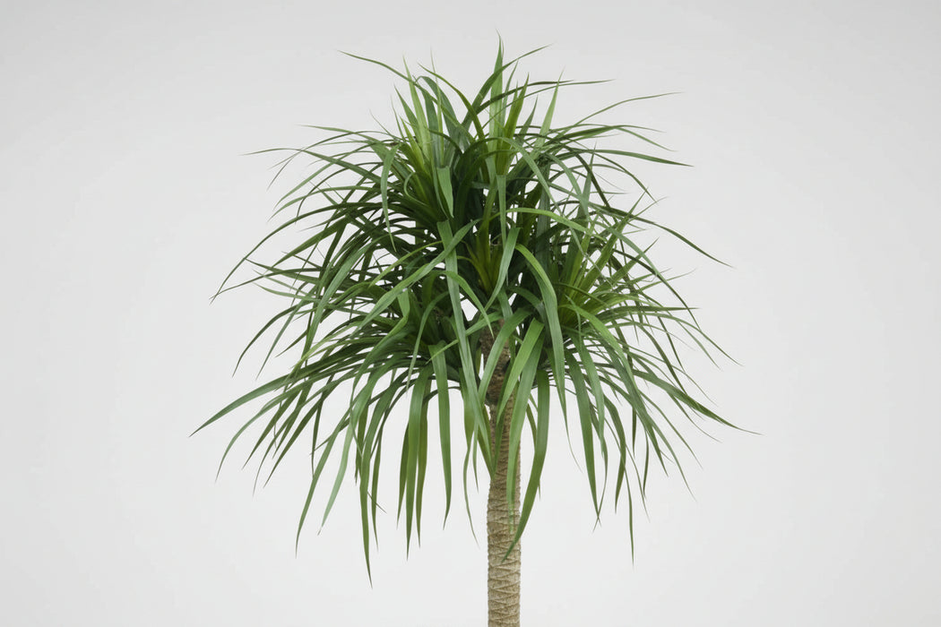180cm Dracaena Realistic Artificial Tree