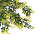 Pack of 6 x Hanging UV and Fire Resistant Artificial Variegated Plant 76cm