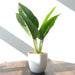45cm Artificial Aureum Plant