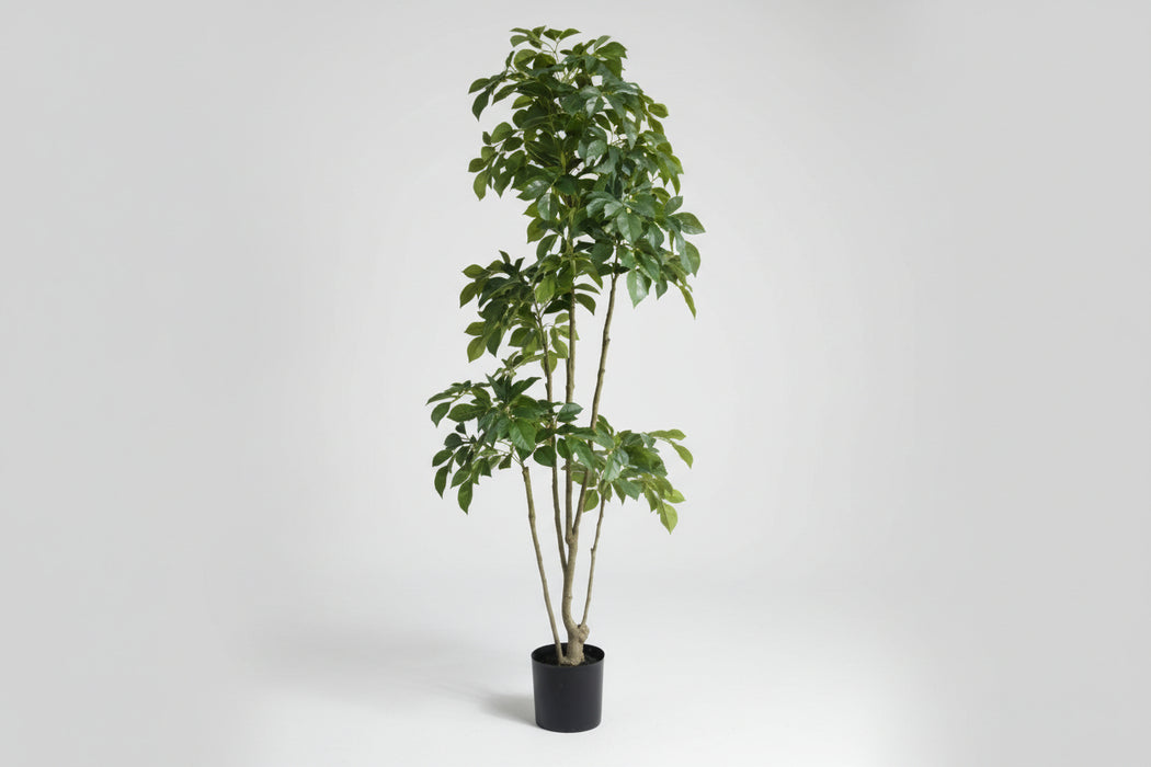 Elegance 180cm Radermachera Realistic Tree