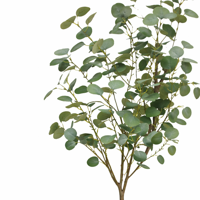 180cm Blue Gum Eucalyptus Tree