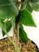 90cm Artificial Ficus Tree Bush - Large Bushy Plant
