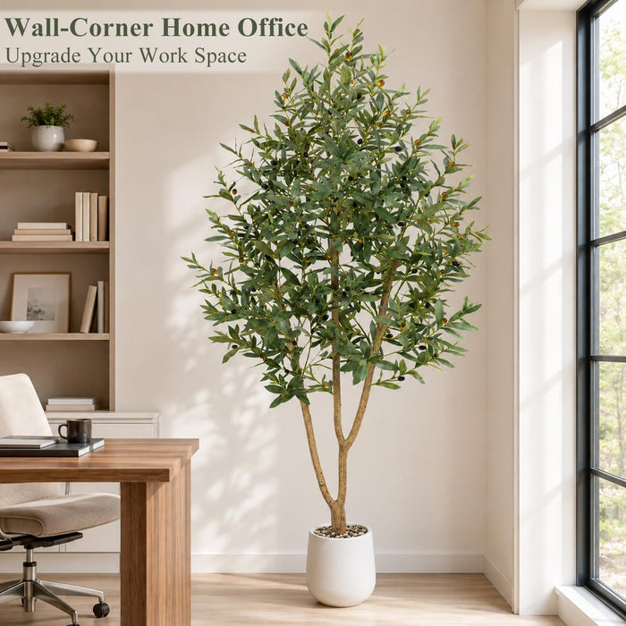 Mediterranean Olive Tree – 210cm with White Planter