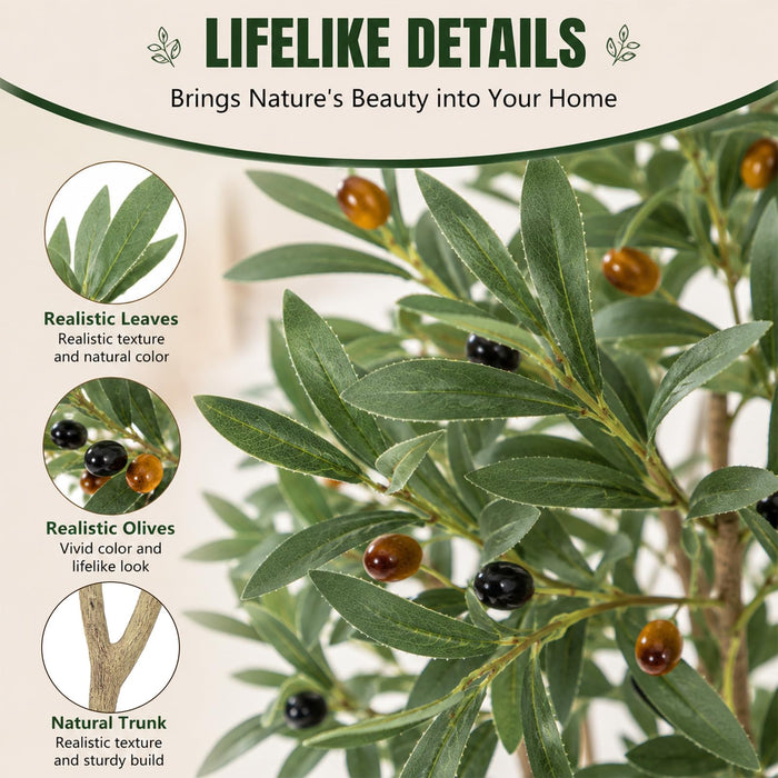 Mediterranean Olive Tree – 210cm with White Planter