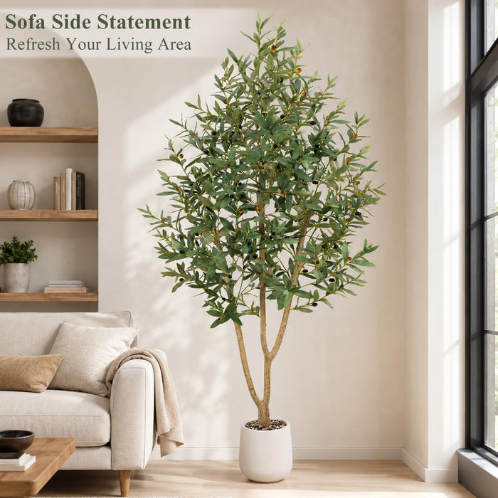 Mediterranean Olive Tree – 210cm with White Planter