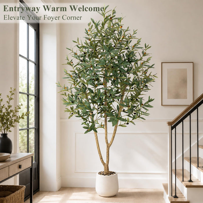 Mediterranean Olive Tree – 210cm with White Planter