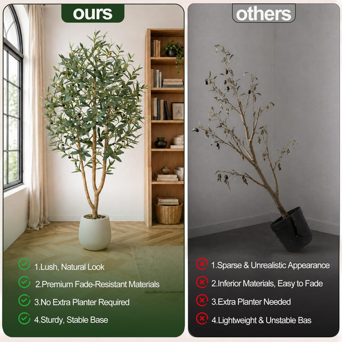 Mediterranean Olive Tree – 210cm with White Planter