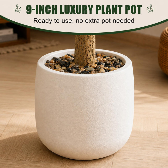 Mediterranean Olive Tree – 210cm with White Planter