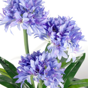 90cm Blue Flower Blossom Plant Agapanthus with pot