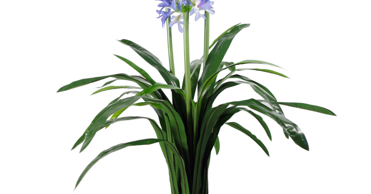 90cm Blue Flower Blossom Plant Agapanthus with pot