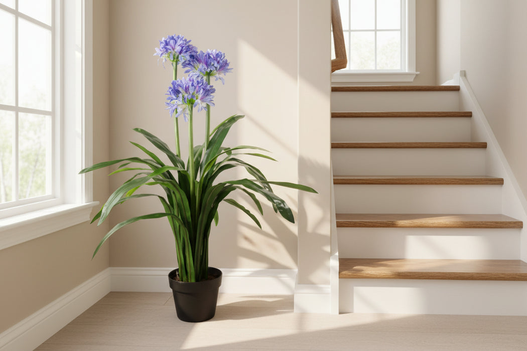 90cm Blue Flower Blossom Plant Agapanthus with pot