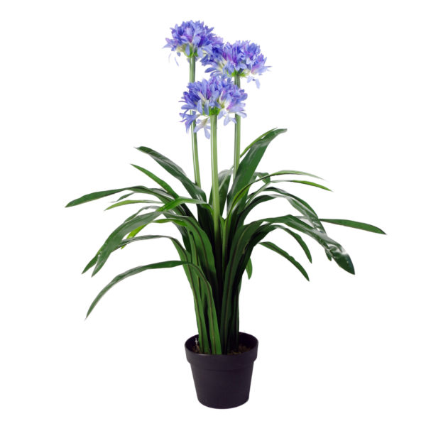 90cm Blue Flower Blossom Plant Agapanthus with pot