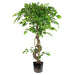 120cm Twisted Trunk Artificial Japanese Fruticosa Style Ficus Tree
