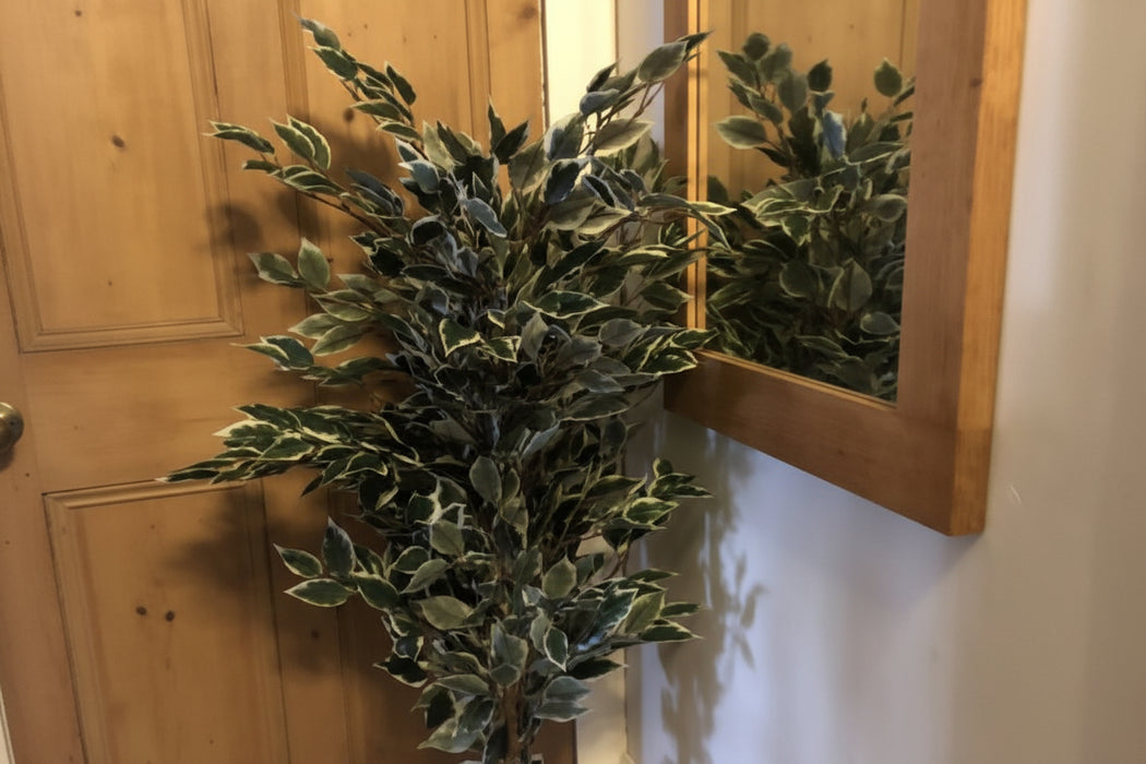 130cm Tall Variegated White/Green Bushy Ficus Tree
