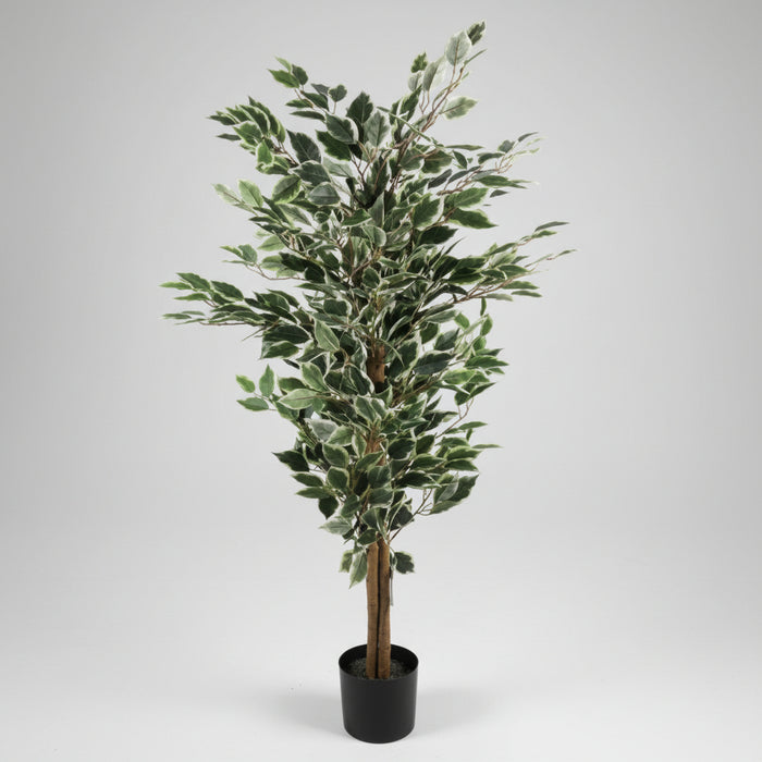 130cm Tall Variegated White/Green Bushy Ficus Tree