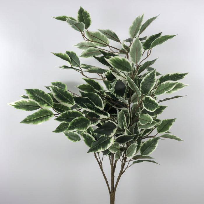 130cm Tall Variegated White/Green Bushy Ficus Tree