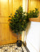 110cm Artificial Evergreen Twist Ficus Tree