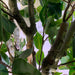 110cm Artificial Evergreen Ficus Tree
