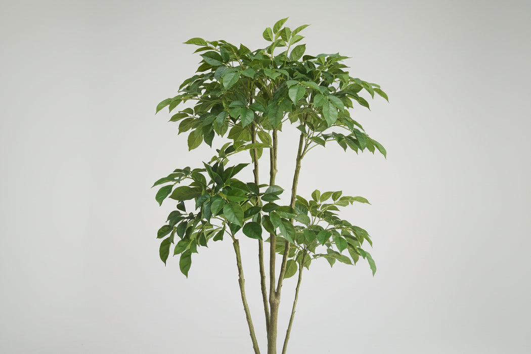 Elegance 180cm Radermachera Realistic Tree