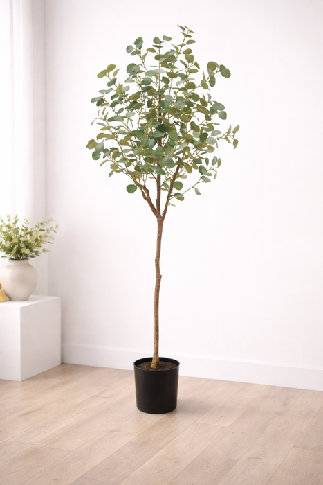 180cm Blue Gum Eucalyptus Tree