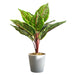 Pack of 6 x 38cm Potted Calathea Veitchiane