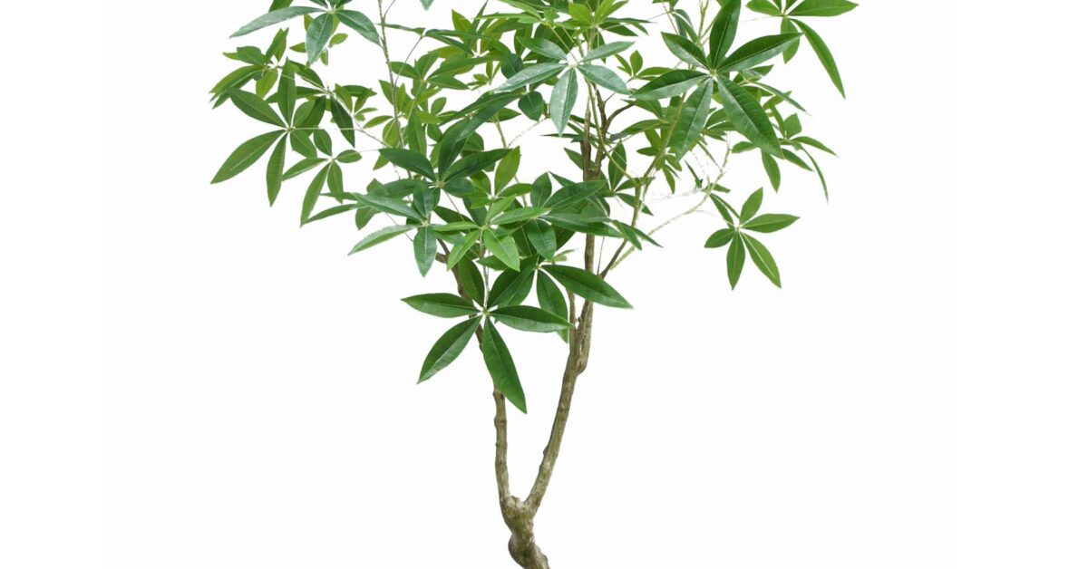 180cm Artificial Money Tree Pachira Realistic Faux Tree