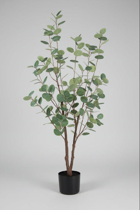 Eucalyptus Tree 125cm