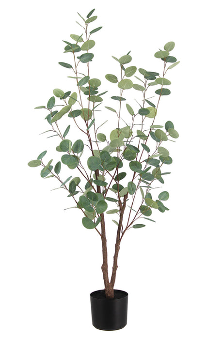 Eucalyptus Tree 125cm