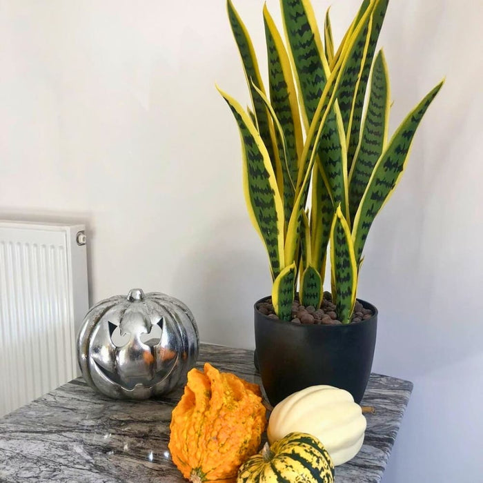 snake plant amazon uk Snake Sansevieria Plant 65cm (Mother-in-Law Tongue) — Artificial Eden
