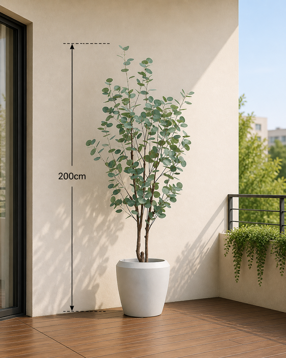 Eucalyptus Tree in Norfolk Chalk Pot 200cm