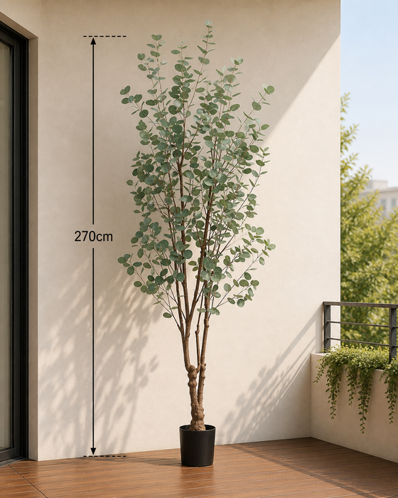 Eucalyptus Tree in Norfolk Chalk Pot 270cm