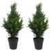 60cm Pair of Artificial Cedar Cypress Topiary UV Resistant