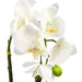 46cm Artificial Orchid Dark White / Gold