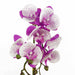 50cm Phalaenopsis Orchid Artificial - Purple / White - Gold Pot