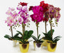 50cm Phalaenopsis Orchid Artificial - Red Leopard - Gold Pot
