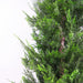120cm Pair of Artificial Cypress Topiary Trees