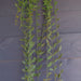 Pack of 12 x 120cm Artificial Hanging String of Pearls