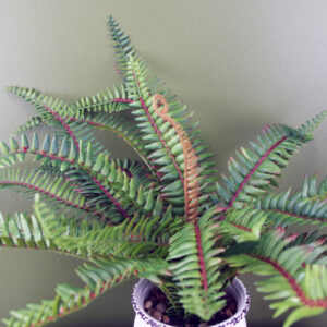 40cm Faux Bushy Fern Potted in Decorative Planter
