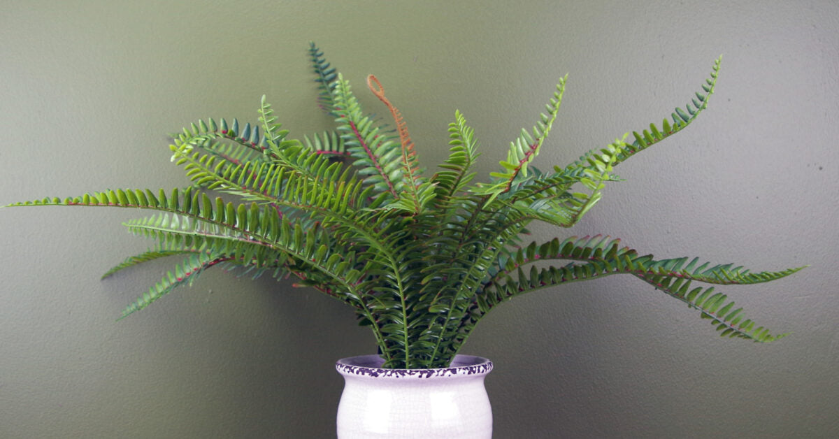 40cm Faux Bushy Fern Potted in Decorative Planter