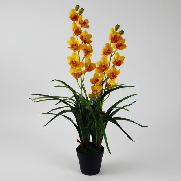 90cm Gorgeous Yellow Cymbidium Orchid Plant – Extra Large