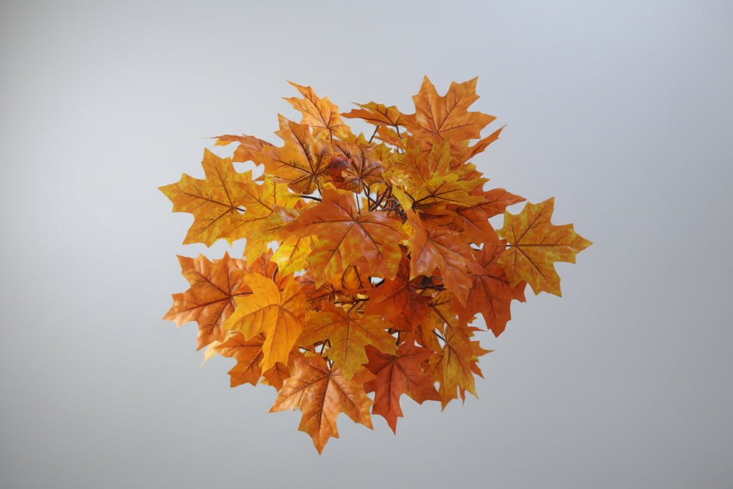 125cm Extra Large Autumn Maple Acer Tree