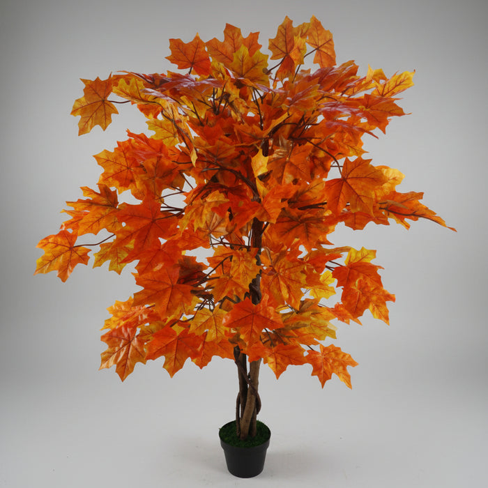 125cm Extra Large Autumn Maple Acer Tree
