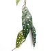 6 x 110cm Artificial Hanging Trailing Begonia Maculata Spotted Plant
