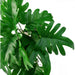 6 x 50cm Artificial Trailing Philodendron Large Leaf Plant
