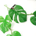 6 x 180cm Artificial Hanging Trailing Monstera Plant