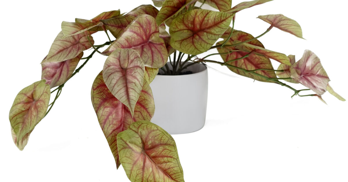 Pink Caladium Potted Trailing Plant - 30cm