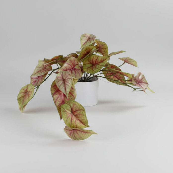 Pink Caladium Potted Trailing Plant - 30cm